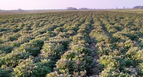 Uzgoj facelije uz primjenu reducirane obrade tla
