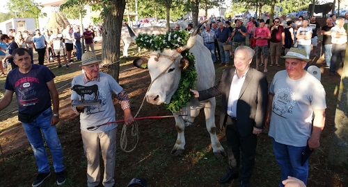 30. smotra istarskih volova u Kanfanaru