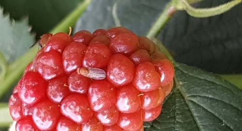 Octena mušica ploda – Drosophila suzukii
