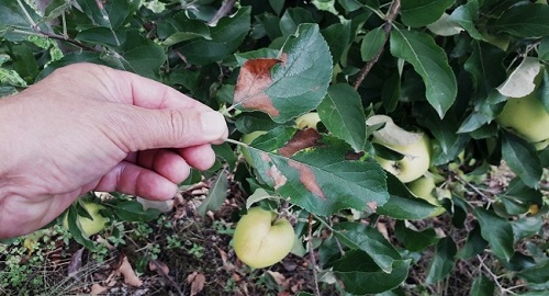 Defolijacija lišća kod sorte Golden Delicious