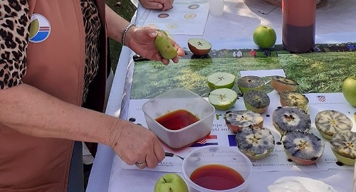 Određivanje roka berbe jabuka i vizualni pregled voćnjaka - demonstracija