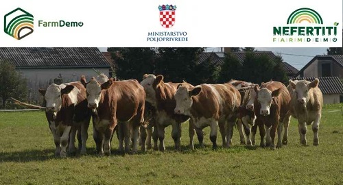 HUB 3: POZIV NA DEMO DOGAĐAJ – Ekološki tov goveda u pašnom sustavu