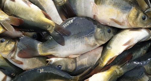 Zimovanje riba i priprema šaranskih ribnjaka za zimu