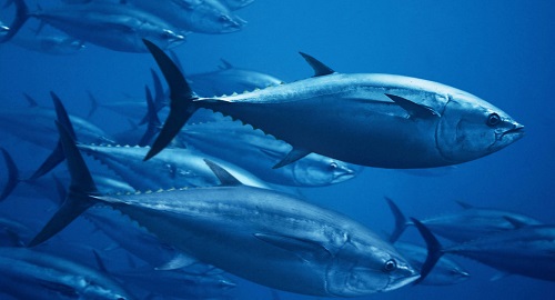 Raspolaganje uzgojnim kapacitetom tuna i dozvoljenim ulaznim količinama ulovljenih divljih tuna na uzgajališta