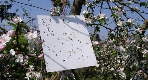 Obavijest korisnicima IAKS mjera ruralnog razvoja,  Mjera 10, Operacija 10.1.12. Korištenje feromonskih, vizualnih i hranidbenih klopki (KFK)