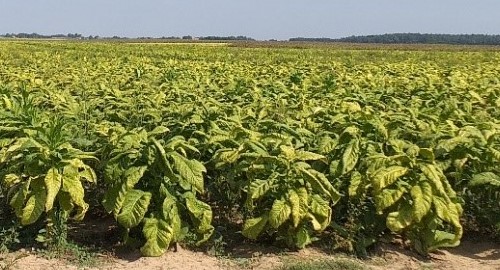 PROIZVODNJA DUHANA (Nicotiana tabacum L.) U VIROVITIČKO-PODRAVSKOJ ŽUPANIJI