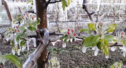 NAVODNJAVANJE, FERTIRIGACIJA I ANTIFROST SUSTAVI U VOĆNJACIMA