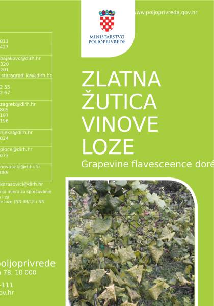 Zlatna žutica