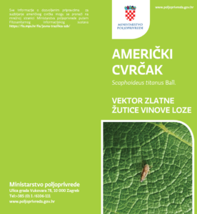 Američki cvrčak