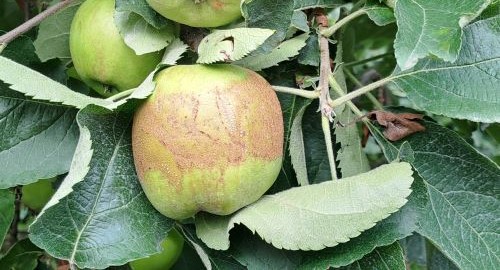 Utjecaj niskih temperatura i mraza na uzgoj jabuka u Međimurskoj županiji