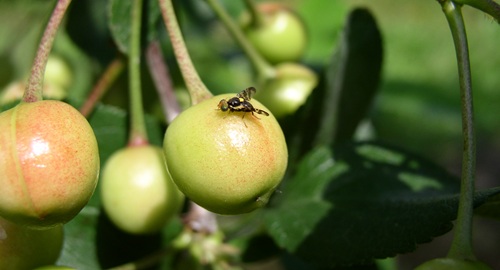 Trešnjina muha (<i>Rhagoletis cerasi L.</i>) – uzročnik „crvljivosti“ višnje i trešnje