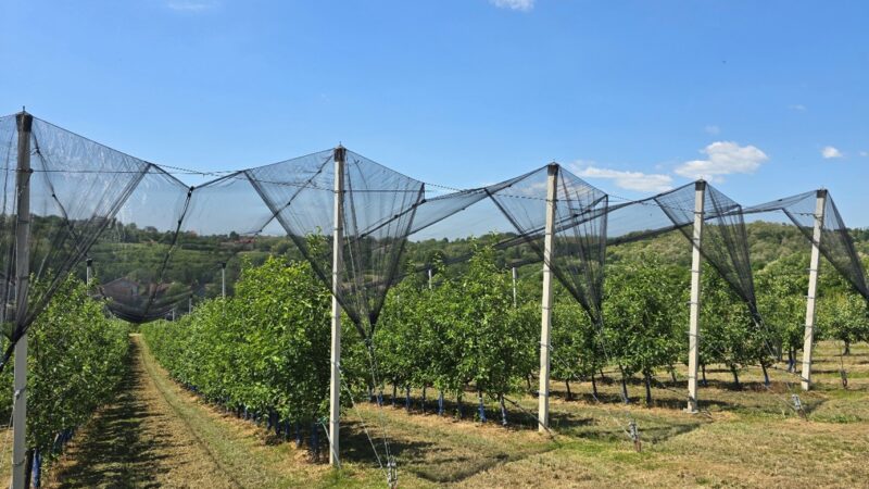 Tuča u višegodišnjim nasadima: štete, mjere oporavka i važnost prevencije