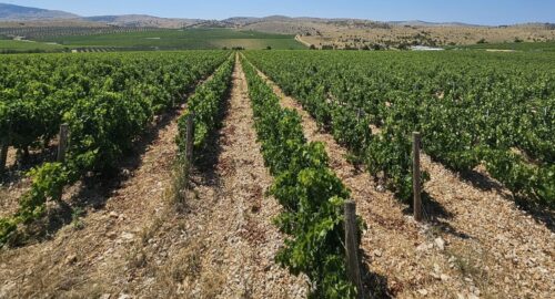 Utjecaj visokih temperatura na razvoj vinove loze