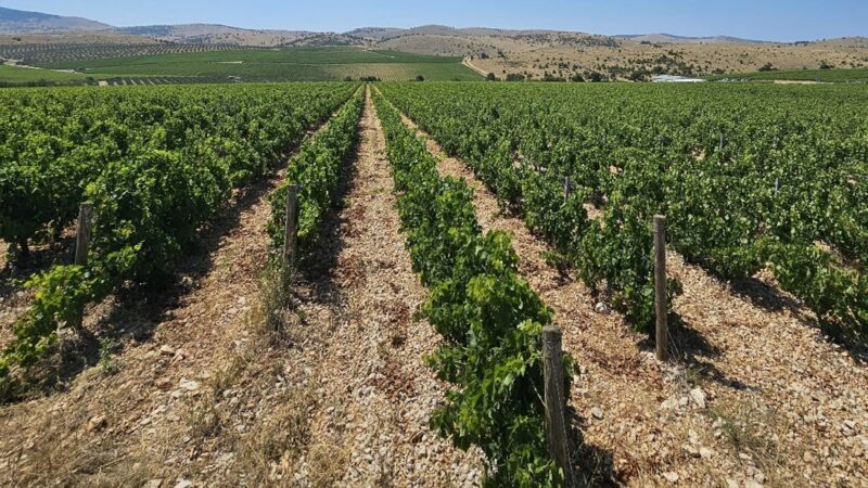Utjecaj visokih temperatura na razvoj vinove loze