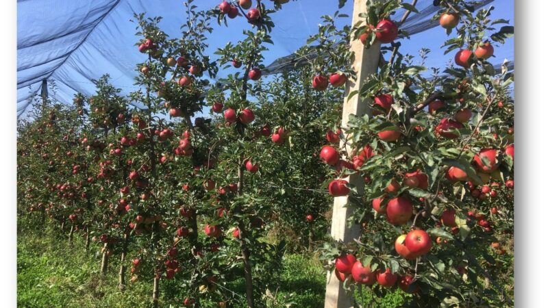 Klimatske promjene i upravljanje rizicima u voćarskoj proizvodnji