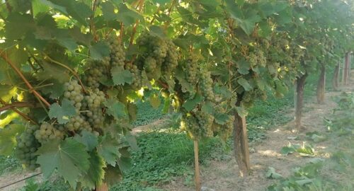 vinograd, vinova loza, grožđe