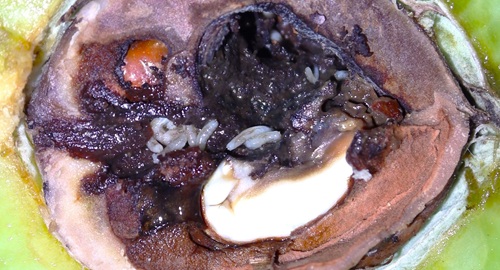 p ruficornis